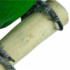 Aire De Jeux En Bois De Java Avec Socle - Medium - Back Zoo Nature -Promos Vivariux Magasin aire de jeux en bois de java avec socle medium back zoo nature zf1113 back zoo nature aire de jeux en bois de java avec socle et 6