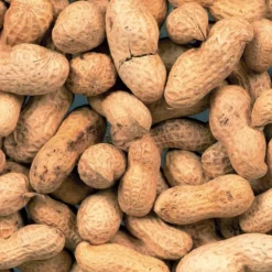 Arachides Non-Pelée 10kg -Duvo -Promos Vivariux Magasin arachides non pelee 10kg duvo 423 duvo arachides non pelee 10kg duvo 1