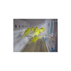 Batterie De 12 Cages 64x30x34 Modèle Champion- New Canariz 24 Batterie De 12 Cages 64x30x34 Modèle Champion- New Canariz -Promos Vivariux Magasin batterie de 12 cages 64x30x34 modele champion new canariz 3000 new canariz livree avec un systeme de rouleaux de papier comme fo 2