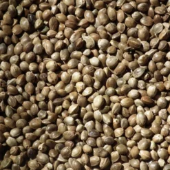 Chanvre Moyen 20kg - Duvo -Promos Vivariux Magasin chanvre moyen 20kg duvo 449 duvo chanvre moyen 20kg duvo 1