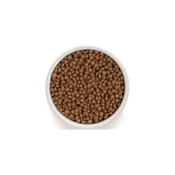 Chat Indoor - 4 Viandes 2kg - Grandorf -Promos Vivariux Magasin chat indoor 4 viandes 2kg grandorf gdcd0502 grandorf pour les chats avec une activite normale dun an et plusune quantite moderee 1