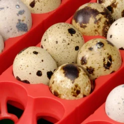 Couveuse Digitale Semi-automatique ET 12, Pour 12 Oeufs -Promos Vivariux Magasin couveuse digitale semi automatique et 12 pour 12 oeufs 512 river systems nouveaux modeles de couveuses semi automatiques perform 4