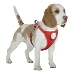 Flashlight Harnais Avec Laisse M-120x45-55cm/19mm - Duvo+