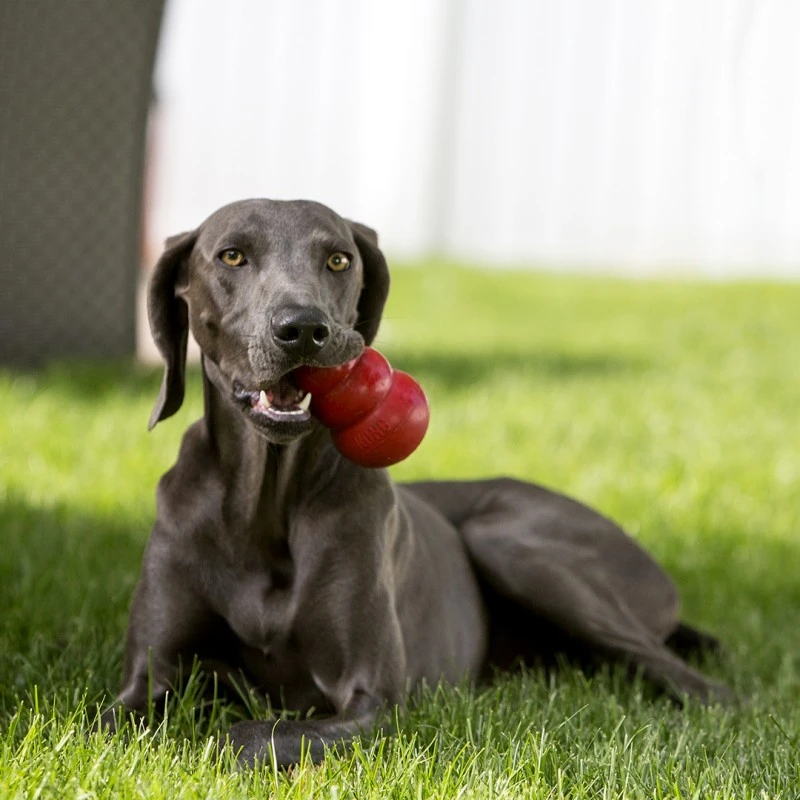 Kong Classic Rouge XL - Kong 4 Kong Classic Rouge XL - Kong – Image 2