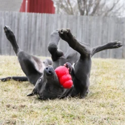 Kong Classic Rouge XL - Kong 11 Kong Classic Rouge XL - Kong -Promos Vivariux Magasin kong classic rouge xl kong 74012004 kong specifications disponible en six tailles xs s m l xl et xxl un jouet stimulant intellec 4