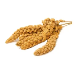 Millet En Grappes En Seau De 5kg - Ornibird -Promos Vivariux Magasin millet en grappes en seau de 5kg ornibird 700230 private label ornibird le millet rentre dans lalimentation de tous les oiseaux 1 1
