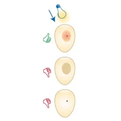 Mire Oeufs électrique Avec Poignée -Promos Vivariux Magasin mire oeufs electrique avec poignee 24509 kinlys permet visionner facilement le developpement de lembryon a travers la coquilleli 4