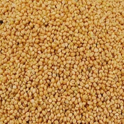 Panis Jaune 20kg - Duvo -Promos Vivariux Magasin panis jaune 20kg duvo 473 duvo panis jaune 20kg duvo 1