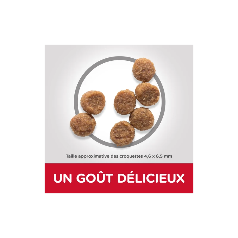 Science Plan Aliment Pour Chiot Small & Mini Au Poulet 6kg - Hill's 5 Science Plan Aliment Pour Chiot Small & Mini Au Poulet 6kg - Hill's – Image 3