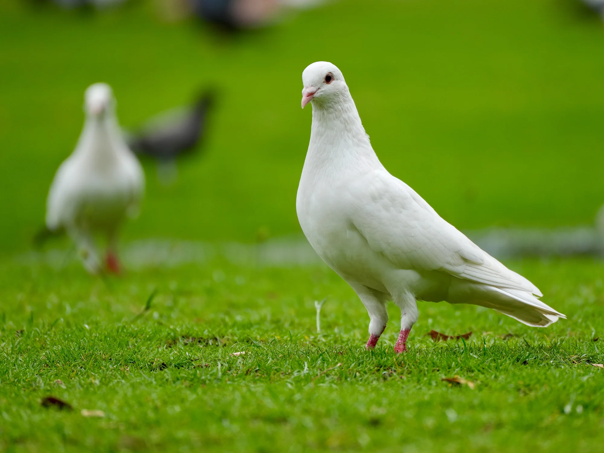 Promos Vivariux Magasin -Promos Vivariux Magasin 3010 17018513380011505859741 1