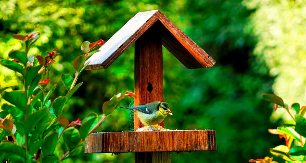 Promos Vivariux Magasin -Promos Vivariux Magasin oiseau sauvage pose sur mangeoire